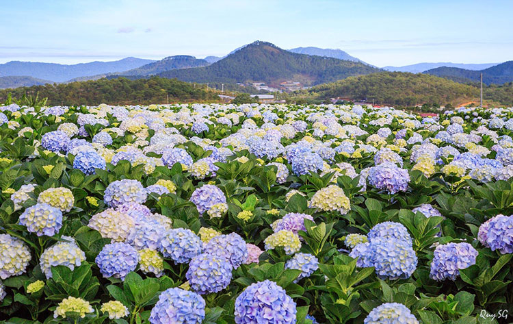 y-nghia-hoa-cam-tu-cau-net-dep-mong-manh-tuong-trung-cho-tinh-yeu-3