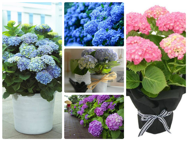 y-nghia-hoa-cam-tu-cau-net-dep-mong-manh-tuong-trung-cho-tinh-yeu-6