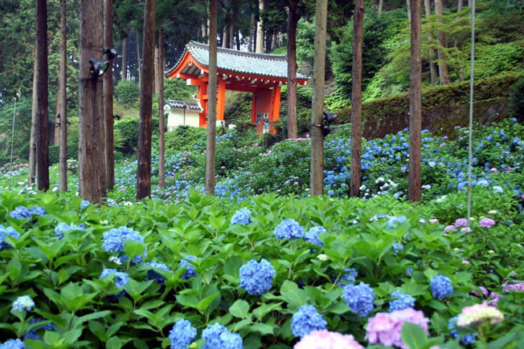 y-nghia-hoa-cam-tu-cau-net-dep-mong-manh-tuong-trung-cho-tinh-yeu-4