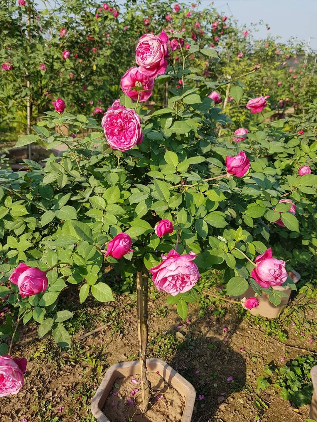 hoa hồng sapa