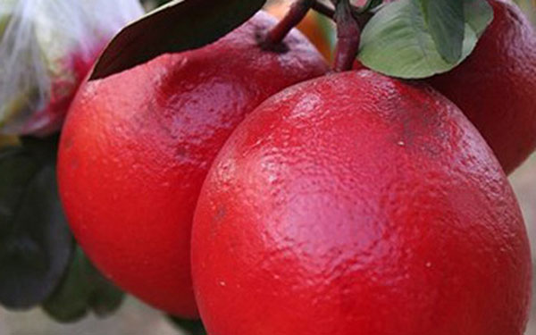 Cây bưởi đỏ luận văn – Cách trồng và chăm sóc cây bưởi đỏ luận văn