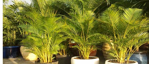cay-trong-trong-nha-khong-can-anh-sang-5