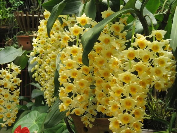 hoa-lan-hoang-nhan-2