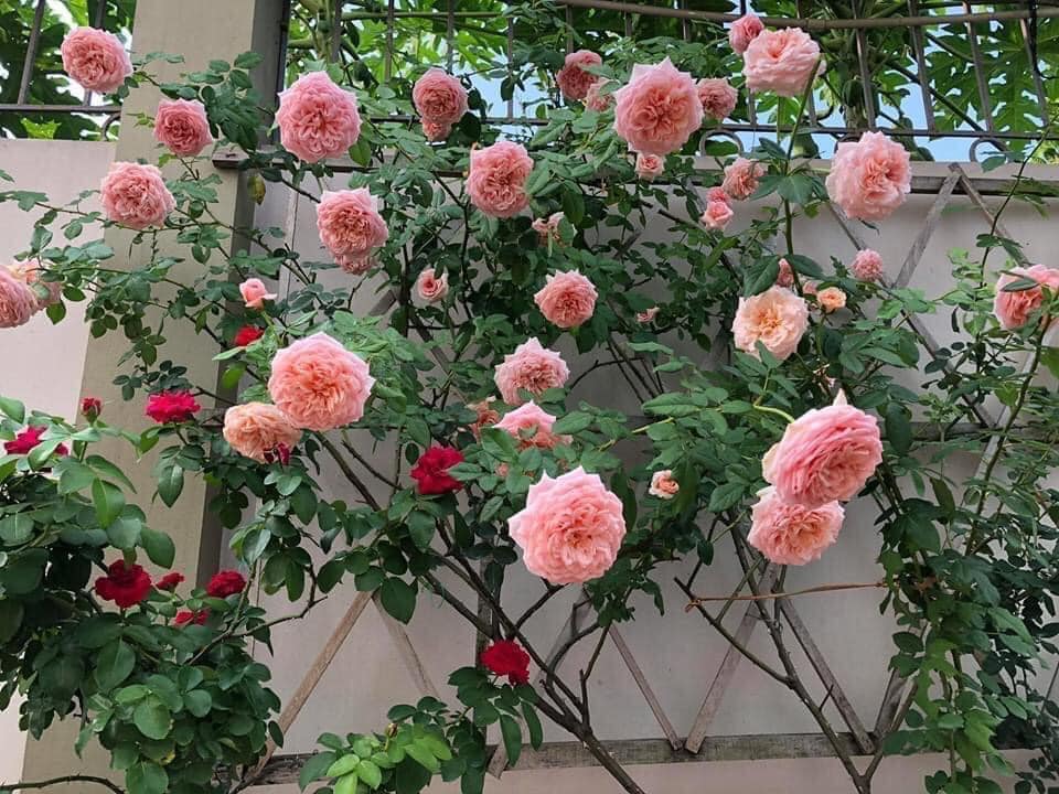 Hoa hồng phấn: Ý nghĩa, cách trồng và cách chăm sóc chi tiết
