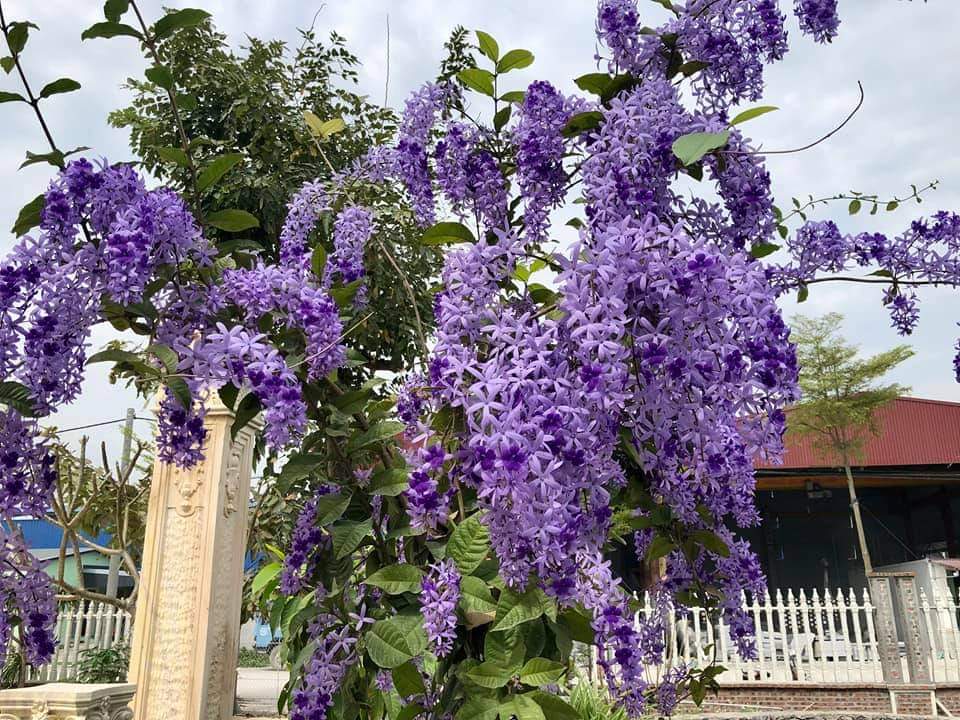 Cây hoa mai xanh Thái, loài cây leo giàn có hoa tuyệt đẹp, chống nắng cực đỉnh