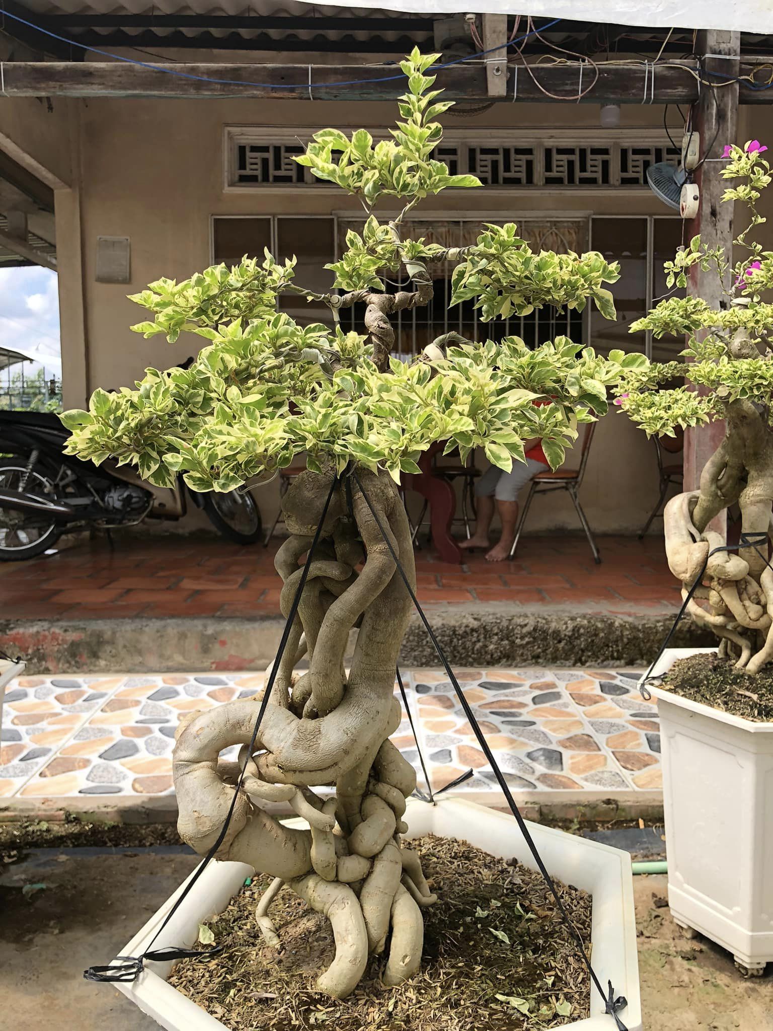 hoa-giay-cam-thach-bonsai