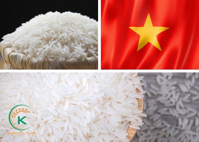 Vietnam-rice.jpg