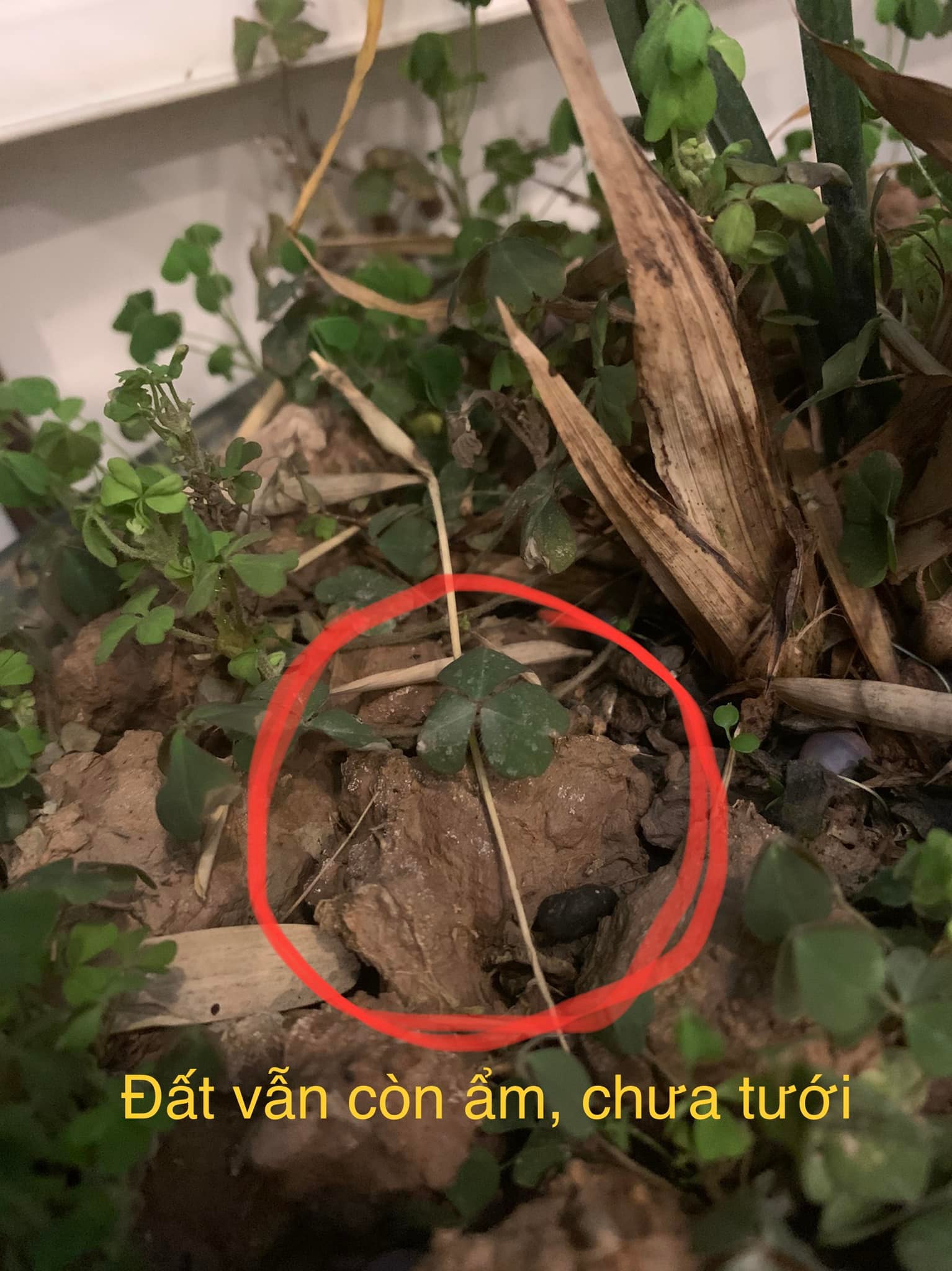 cach-cham-soc-hoa-tra-my-cach-tuoi-nuoc