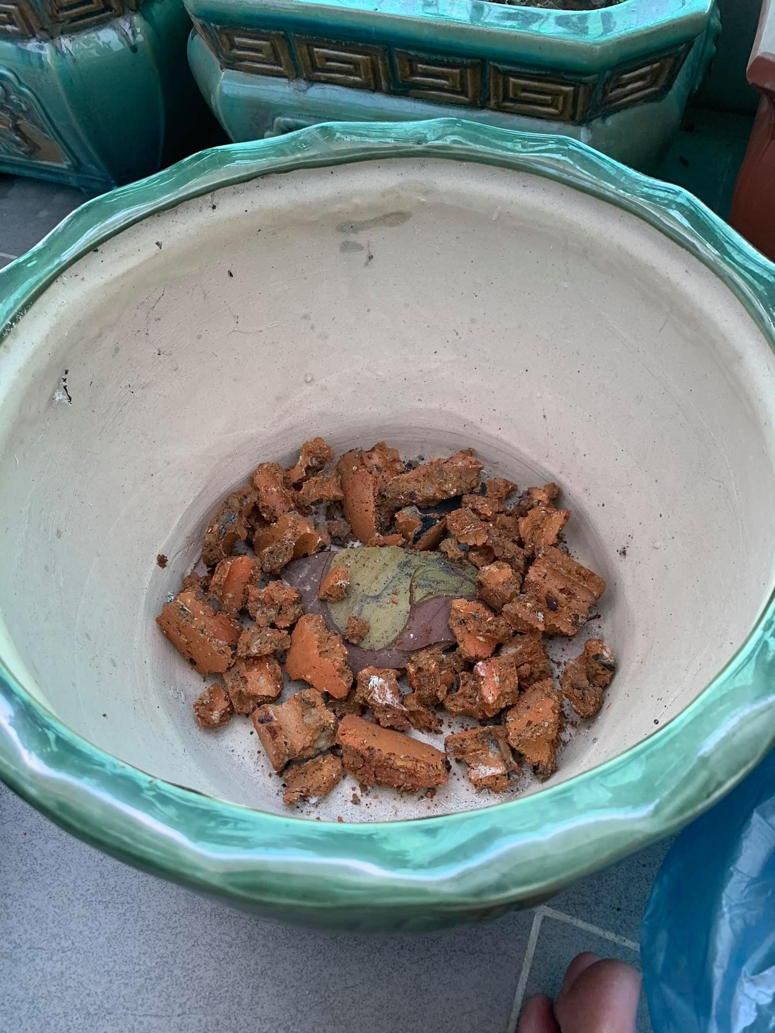 cach-trong-hoa-tra-my-trong-chau-sư