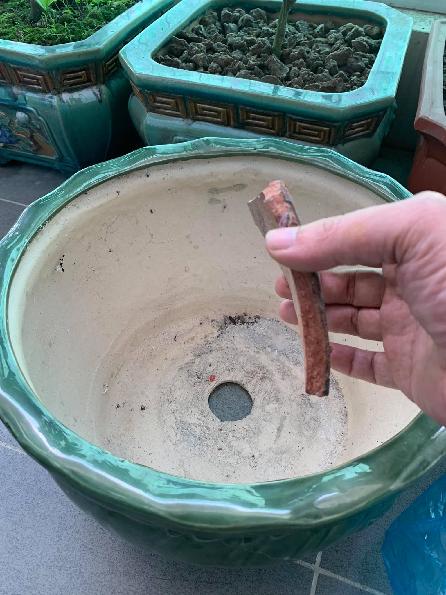 cach-trong-hoa-tra-my-trong-chau