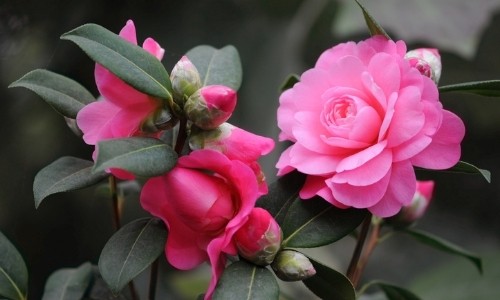 cach-cham-soc-cay-hoa-tra-dep