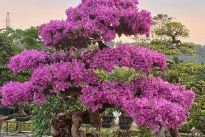 hoa-giay-bonsai-dep-nhat-4a