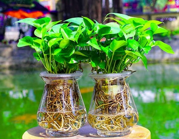 cach-trong-cay-thuy-sinh-2a
