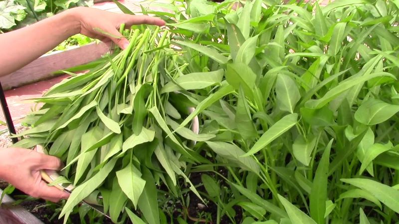 cach-trong-rau-muong-chuan-2a